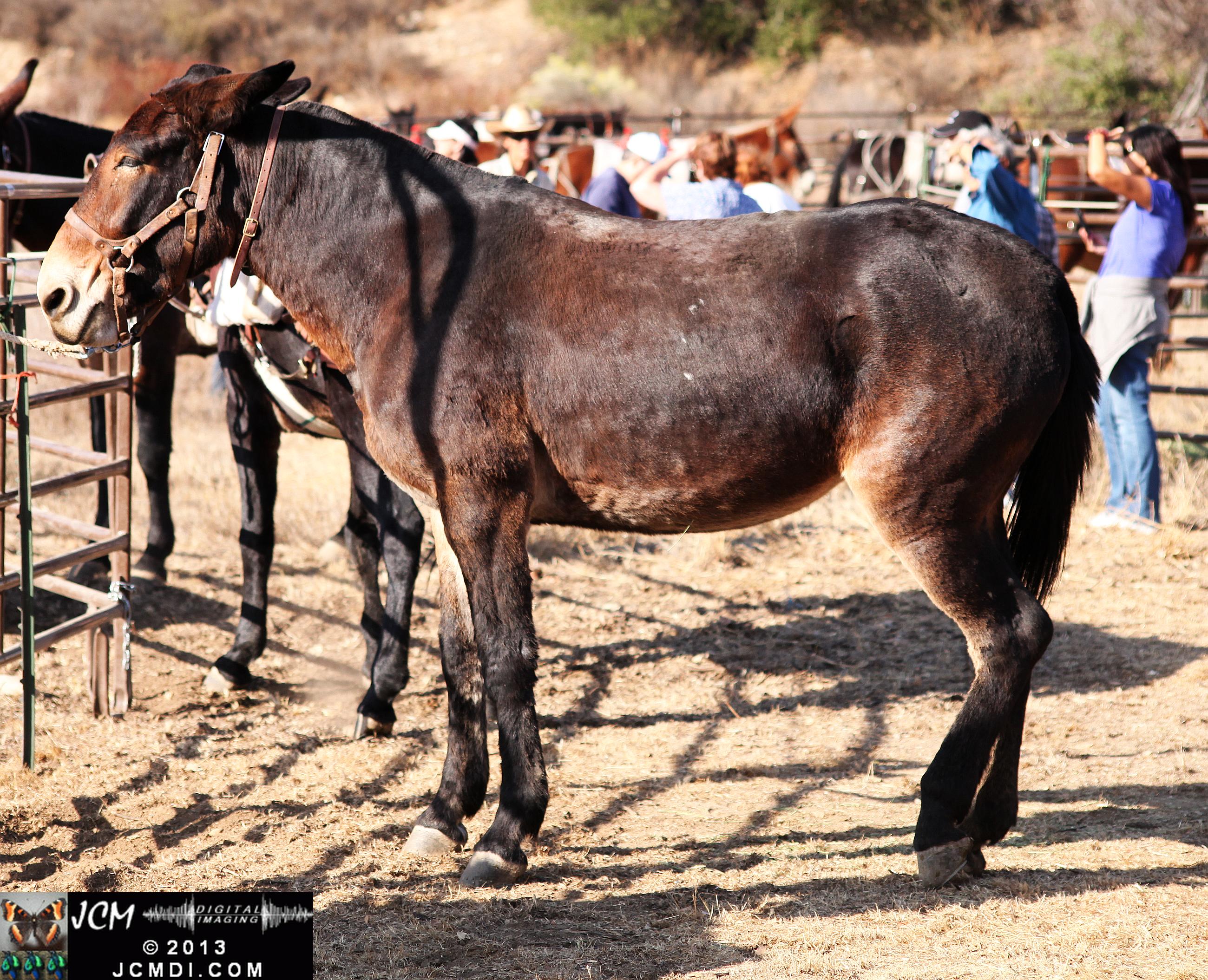 100 Mule Team at Whitney Canyon